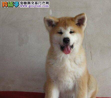 秋田犬多大能吃狗粮 求解答