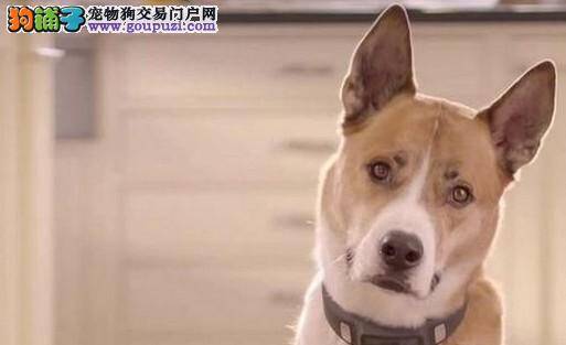 山东举办警犬竞技大赛 泰安搜救犬代表队参赛