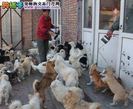 哈市警方为狗狗办理证书 明年起严查无证犬