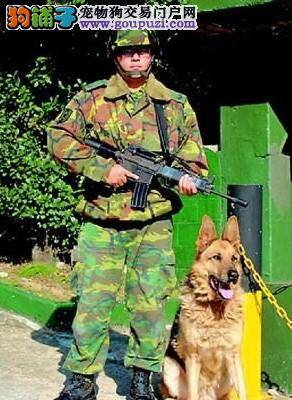 台军军犬有军阶 仅剩1只老军犬具有“士官长”阶级