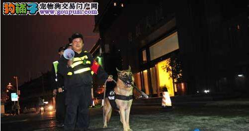 警犬与巡警形影不离，每天在一起10小时