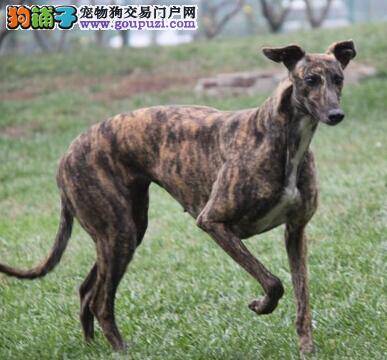 格力犬吃自制的狗粮可能会导致哪些健康隐患