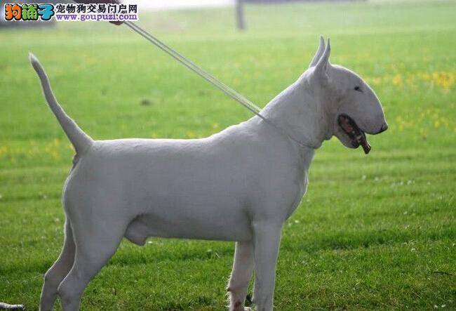 训练倍速法 牛头梗在成长过程中应训练哪两个方面