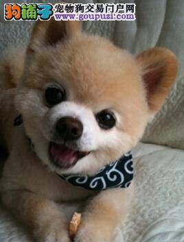 养狗不烦恼 找到博美犬掉毛的原因