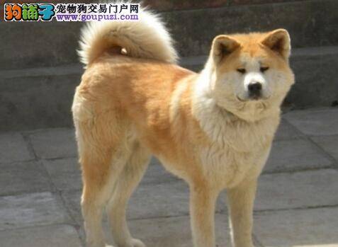 秋田犬的鼻子干燥是什么情况