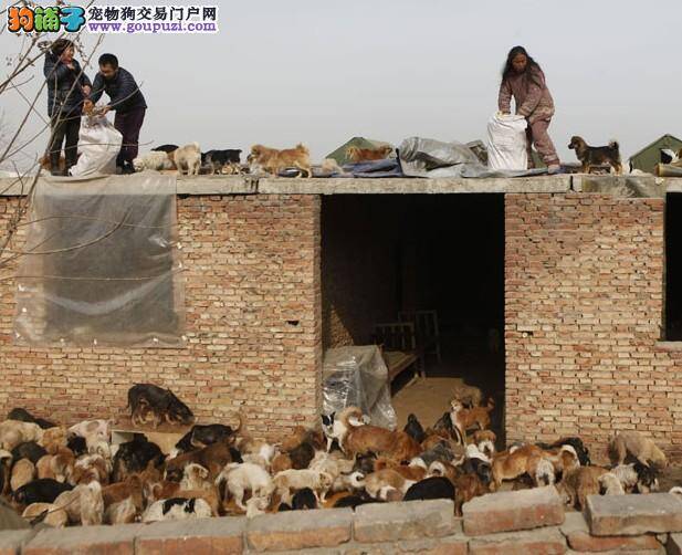 节前寄养宠物狗热 大连寄养所生意火爆