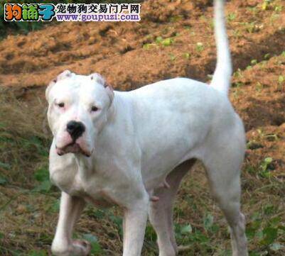 调教不可少 如何让乱叫的杜高犬成为安静的“美男子”