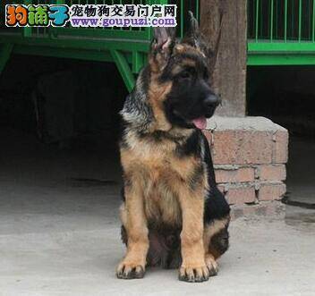 选择健康德国牧羊犬幼犬必看的七个方面
