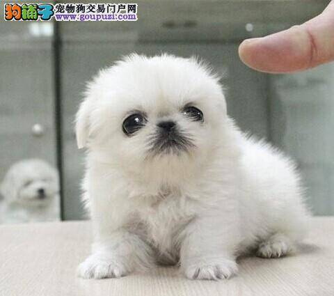 两个月的京巴犬患上细小应怎么办