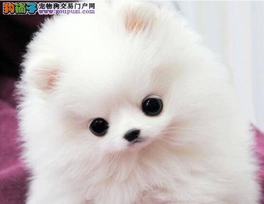 如何选购博美犬 选购博美犬几种方法