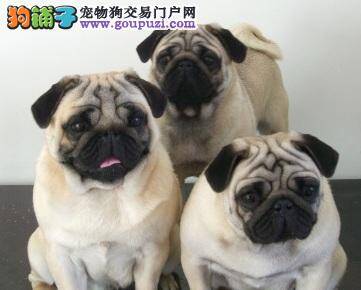 怎样选择适合训练的巴哥犬