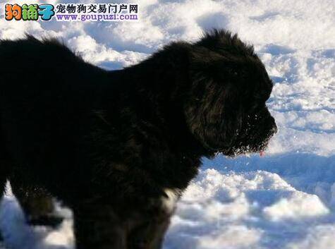 百变俏狗狗 纽芬兰犬穿上衣服的三大好处