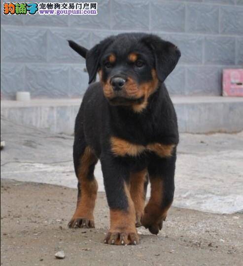 罗威纳犬鼻子干，精神不好是怎么了