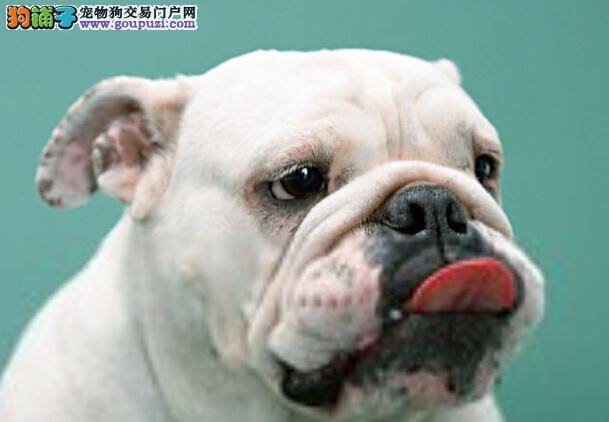 训练不简单 调教斗牛犬期间应注意哪些要点