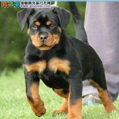 罗威纳犬这段时间有点便秘怎么办