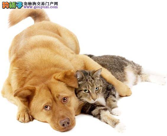 狗高兴摇尾，猫摇尾巴跟你想的不一样