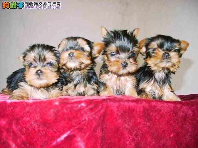 约克夏患上感冒，咳嗽鼻赛吃什么药好