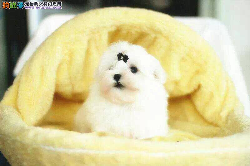 怎样给年老的马尔济斯犬最特别的护理