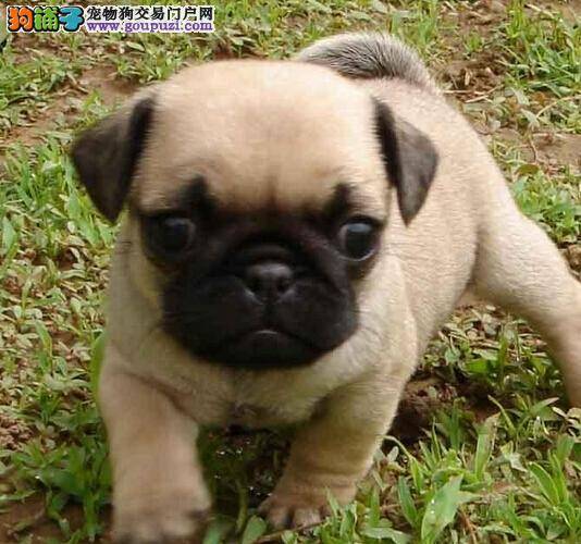 健康的一生的基石之巴哥犬为什么会患上皮肤病