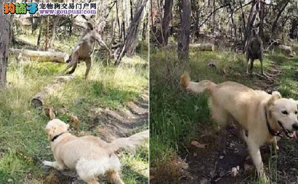 澳愤怒袋鼠为守护领地对战金毛猎犬毫无惧色