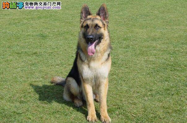 购买德国牧羊犬要注意狗狗年龄及有无疾病