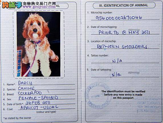爱旅游的狗狗有自己的护照 常和主人去游玩
