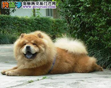 教主人可以购买优秀松狮犬的两点要求