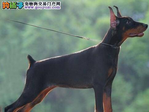 医生护理 杜宾犬出现感冒的情况时怎么医治