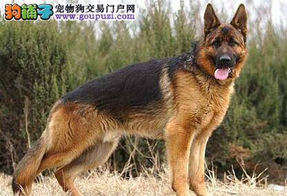 狗妈训练手册 快速改正德国牧羊犬不听话的形象