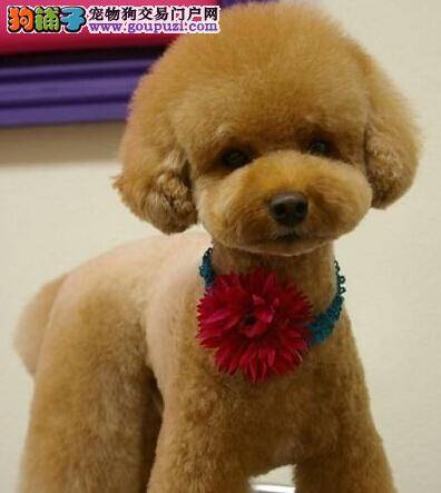 健康新常识 贵宾犬出现精神不振的原因——生病与惊吓