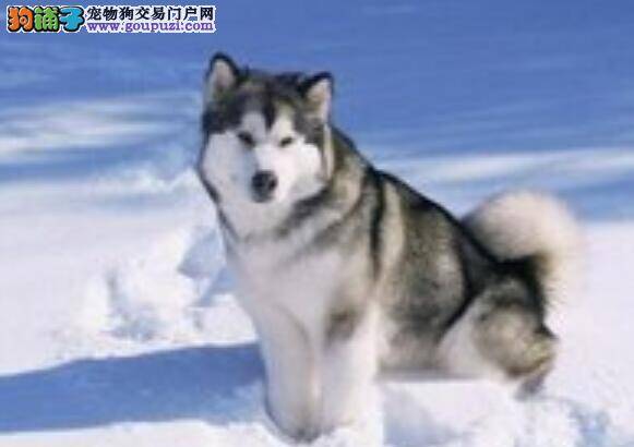 教你如何分辨阿拉斯加雪橇犬与西伯利亚雪橇犬