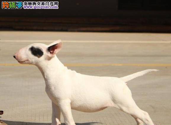 重点分析买牛头梗的重要方法