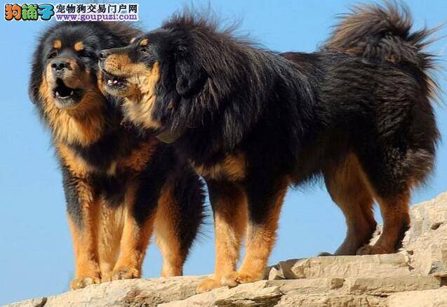 凶猛如虎、雄壮如狮的西藏獒犬，来自西藏的大狗