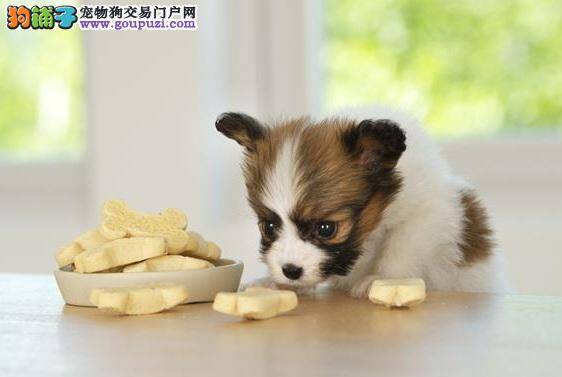 防止蝴蝶犬爬上饭桌的方法