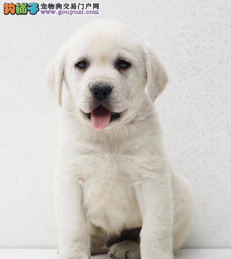 刚抱回家一周的拉布拉多犬拉肚子没事吧