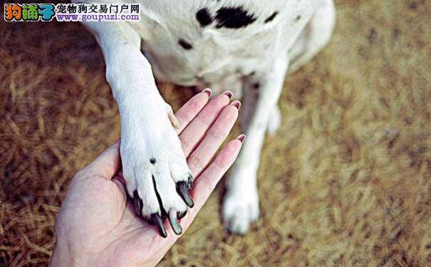 被狗狗抓伤怎么办 被狗抓伤的处理方法