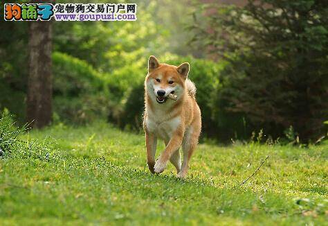 新犬进门五大忌 饲养柴犬切记不能做的事情有哪些