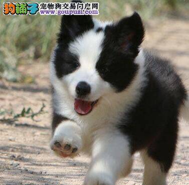边境牧羊犬拉黄色稀便可以吃东西吗