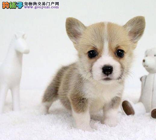 柯基犬来月经多久才能结束，应注意什么