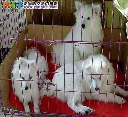 银狐犬不知道为什么总咬自己的大腿