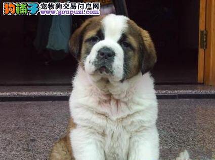 圣伯纳犬在触电后应该怎样营救