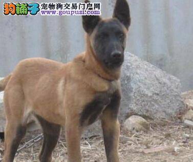 狗妈妈必知 如何改正马犬喜欢扑人的坏习惯