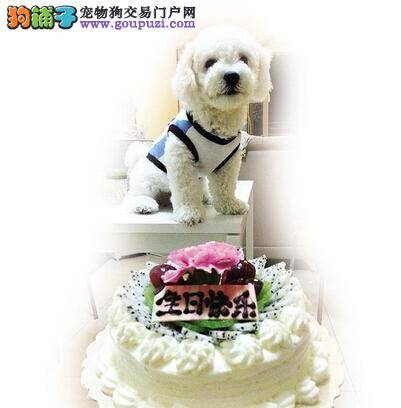 宠物狗生日party受欢迎 同窝狗狗可定制派对