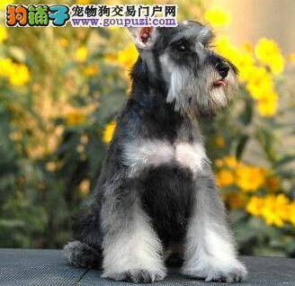 雪纳瑞的购买要掌握的一些规律