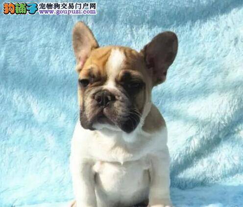 训练博美犬固定地方上厕所的方法