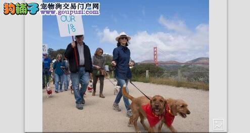 旧金山休息区拟限制遛狗 狗爸妈不开心