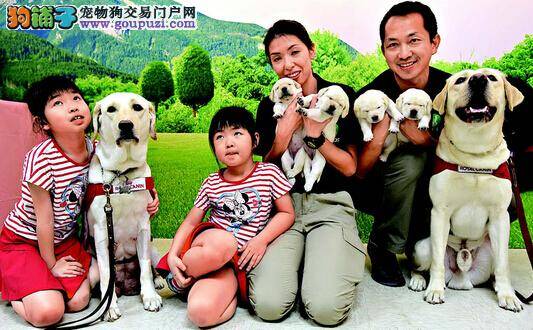 香港导盲犬产下四只幼犬 将继续在港服务