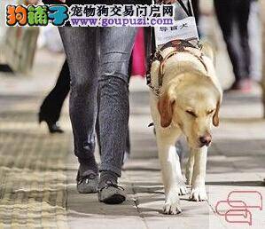 多个城市地铁允许导盲犬乘坐 南京也在其中
