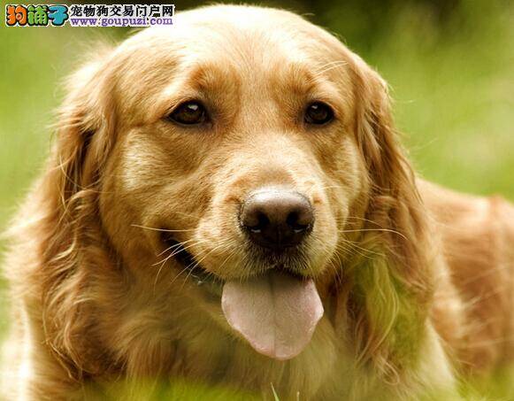 宠物小明星 金毛犬怎样能学会装死技能