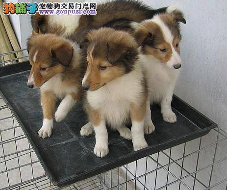 两个半月的喜乐蒂犬拉稀，不吃东西没事吧